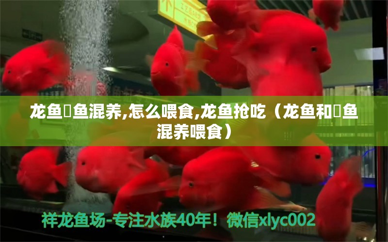 龍魚(yú)魟魚(yú)混養(yǎng),怎么喂食,龍魚(yú)搶吃（龍魚(yú)和魟魚(yú)混養(yǎng)喂食） 廣州龍魚(yú)批發(fā)市場(chǎng)