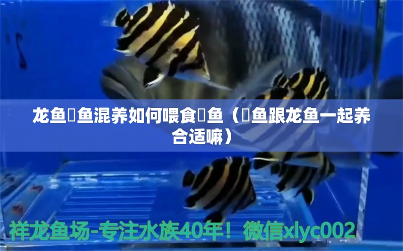 龍魚魟魚混養(yǎng)如何喂食魟魚（魟魚跟龍魚一起養(yǎng)合適嘛）