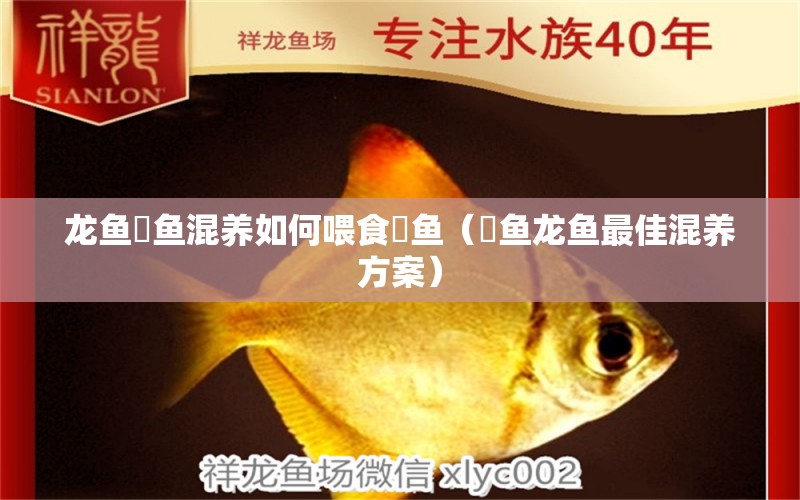 龍魚魟魚混養(yǎng)如何喂食魟魚（魟魚龍魚最佳混養(yǎng)方案）