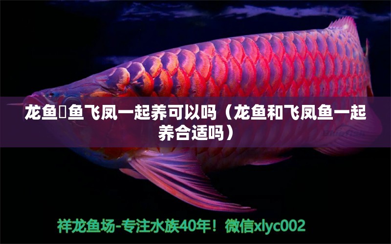 龍魚魟魚飛鳳一起養(yǎng)可以嗎（龍魚和飛鳳魚一起養(yǎng)合適嗎）