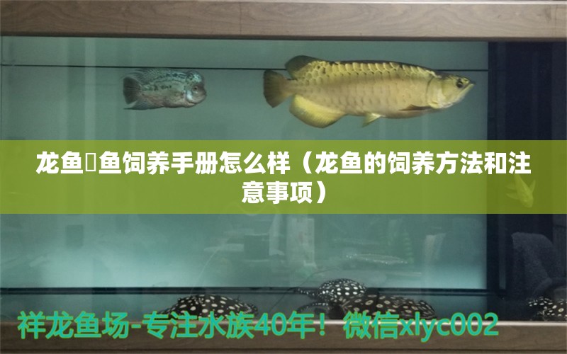 龍魚魟魚飼養(yǎng)手冊怎么樣（龍魚的飼養(yǎng)方法和注意事項） 觀賞魚