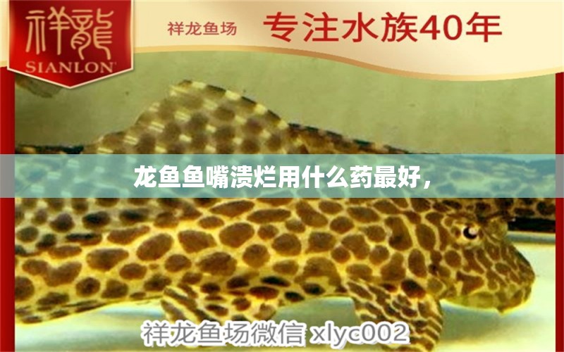 龍魚魚嘴潰爛用什么藥最好，