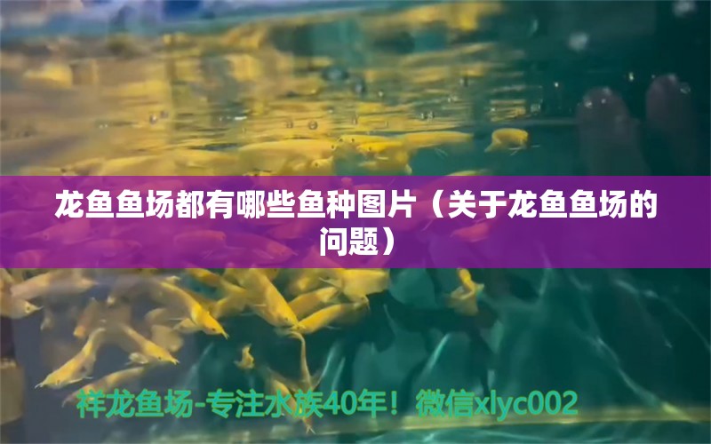 龍魚魚場都有哪些魚種圖片（關(guān)于龍魚魚場的問題） 水族問答 第2張