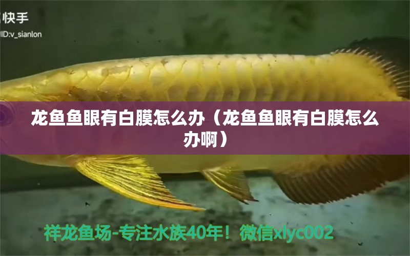 龍魚魚眼有白膜怎么辦（龍魚魚眼有白膜怎么辦?。? title=