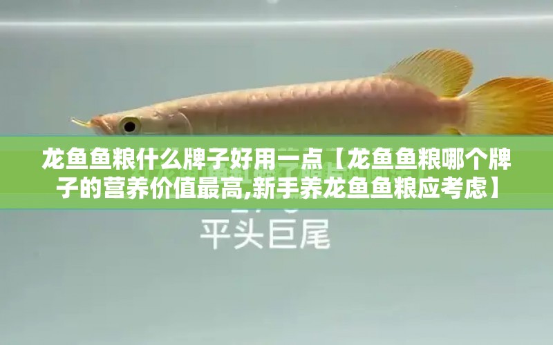 龍魚魚糧什么牌子好用一點(diǎn)【龍魚魚糧哪個(gè)牌子的營養(yǎng)價(jià)值最高,新手養(yǎng)龍魚魚糧應(yīng)考慮】 水族問答 第1張