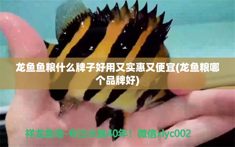 龍魚(yú)魚(yú)糧什么牌子好用又實(shí)惠又便宜(龍魚(yú)糧哪個(gè)品牌好)