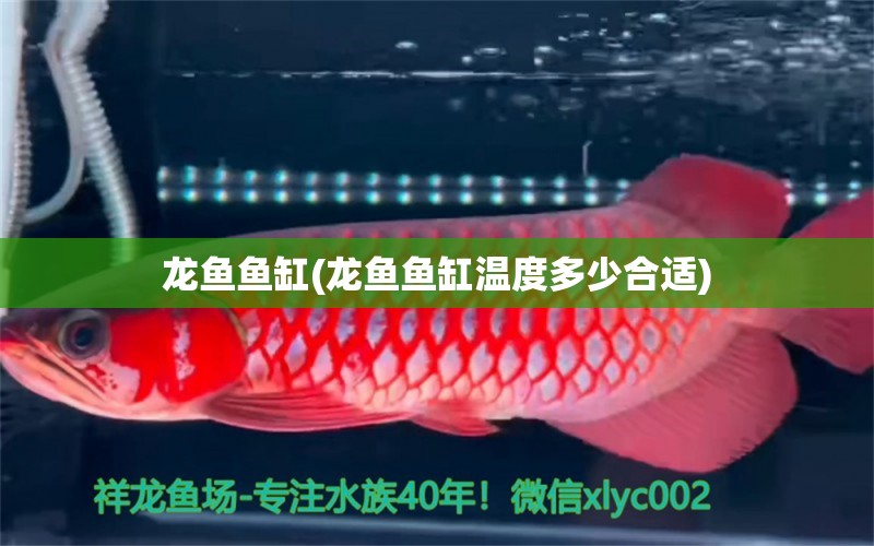 龍魚魚缸(龍魚魚缸溫度多少合適) 赤焰中國虎魚