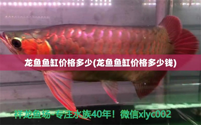 龍魚魚缸價格多少(龍魚魚缸價格多少錢)