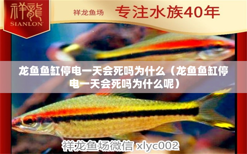 龍魚(yú)魚(yú)缸停電一天會(huì)死嗎為什么（龍魚(yú)魚(yú)缸停電一天會(huì)死嗎為什么呢）