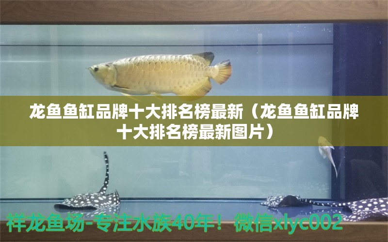 龍魚魚缸品牌十大排名榜最新（龍魚魚缸品牌十大排名榜最新圖片） 祥龍水族醫(yī)院