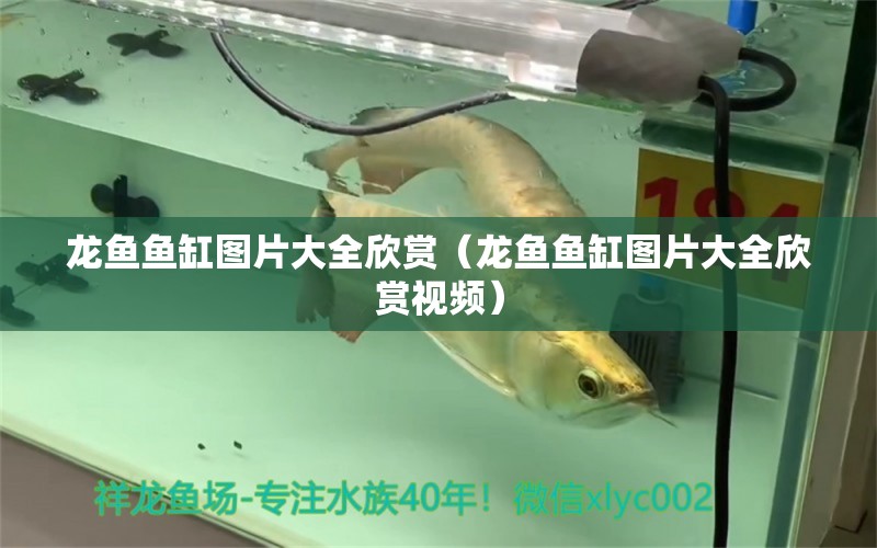 龍魚魚缸圖片大全欣賞（龍魚魚缸圖片大全欣賞視頻） 黃金達(dá)摩魚