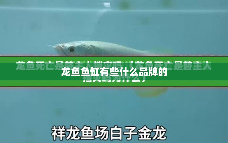 龍魚魚缸有些什么品牌的 水族問答