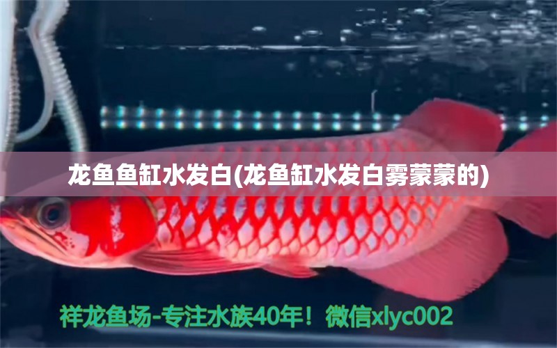 龍魚魚缸水發(fā)白(龍魚缸水發(fā)白霧蒙蒙的) 廣州水族批發(fā)市場(chǎng)