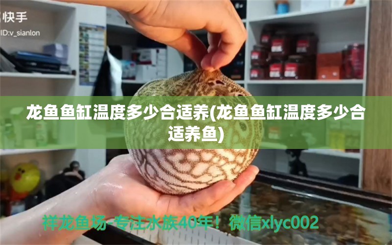 龍魚魚缸溫度多少合適養(yǎng)(龍魚魚缸溫度多少合適養(yǎng)魚)