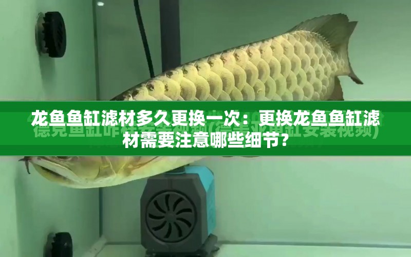 龍魚魚缸濾材多久更換一次：更換龍魚魚缸濾材需要注意哪些細節(jié)？ 水族問答