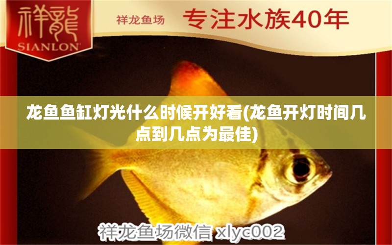 龍魚(yú)魚(yú)缸燈光什么時(shí)候開(kāi)好看(龍魚(yú)開(kāi)燈時(shí)間幾點(diǎn)到幾點(diǎn)為最佳)