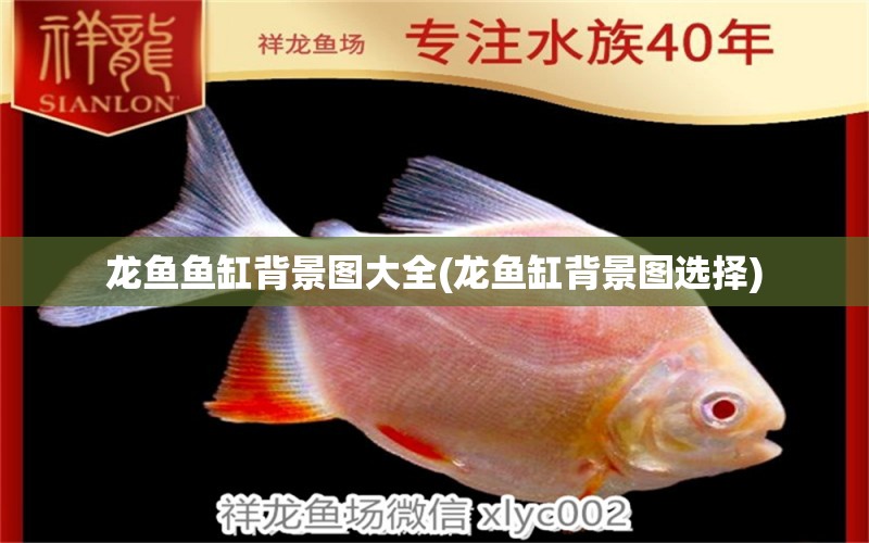 龍魚魚缸背景圖大全(龍魚缸背景圖選擇) 彩鰈魚缸（彩蝶魚缸）