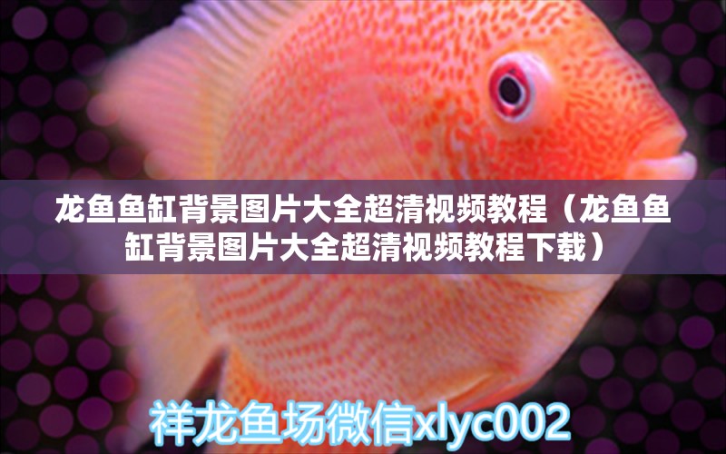 龍魚魚缸背景圖片大全超清視頻教程（龍魚魚缸背景圖片大全超清視頻教程下載）