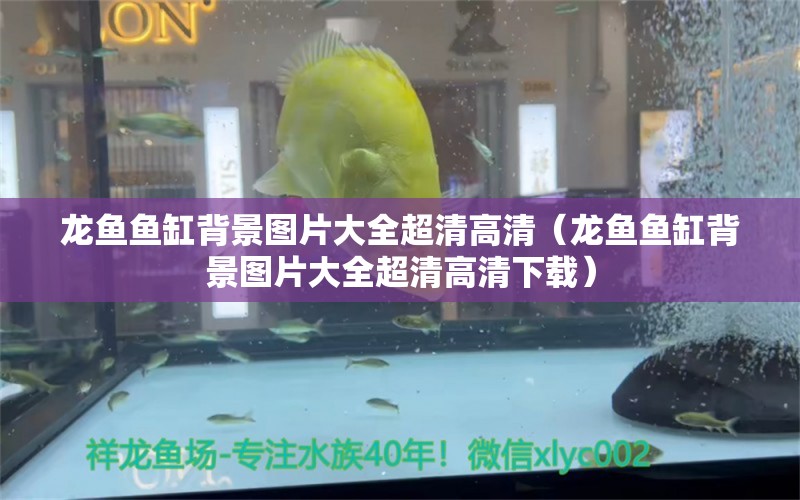 龍魚魚缸背景圖片大全超清高清（龍魚魚缸背景圖片大全超清高清下載） 觀賞魚市場(chǎng)（混養(yǎng)魚）