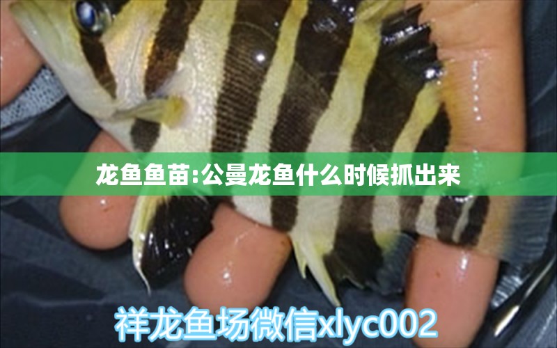 龍魚魚苗:公曼龍魚什么時候抓出來