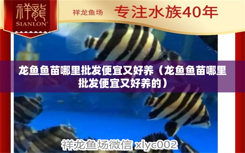 龍魚魚苗哪里批發(fā)便宜又好養(yǎng)（龍魚魚苗哪里批發(fā)便宜又好養(yǎng)的） 廣州龍魚批發(fā)市場