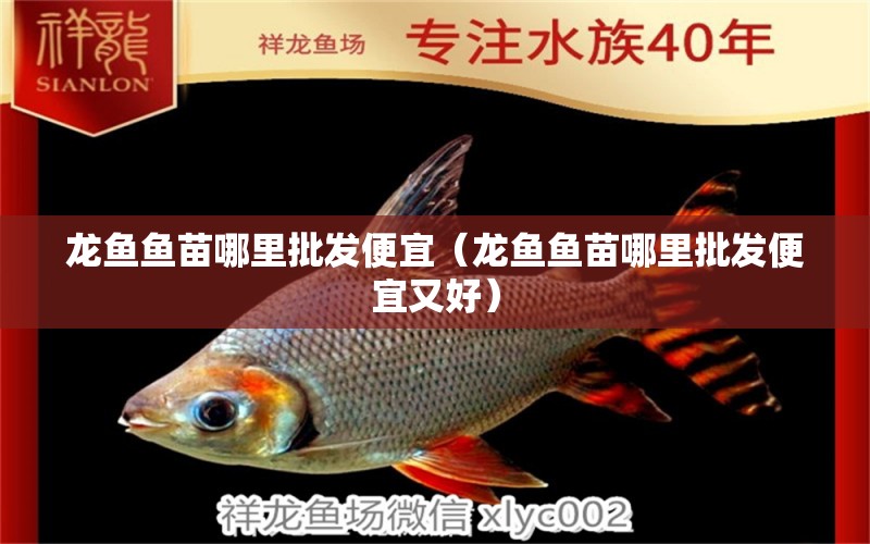 龍魚魚苗哪里批發(fā)便宜（龍魚魚苗哪里批發(fā)便宜又好） 祥龍水族醫(yī)院