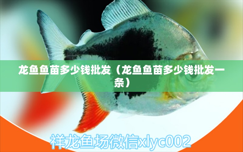 龍魚魚苗多少錢批發(fā)（龍魚魚苗多少錢批發(fā)一條） 廣州龍魚批發(fā)市場