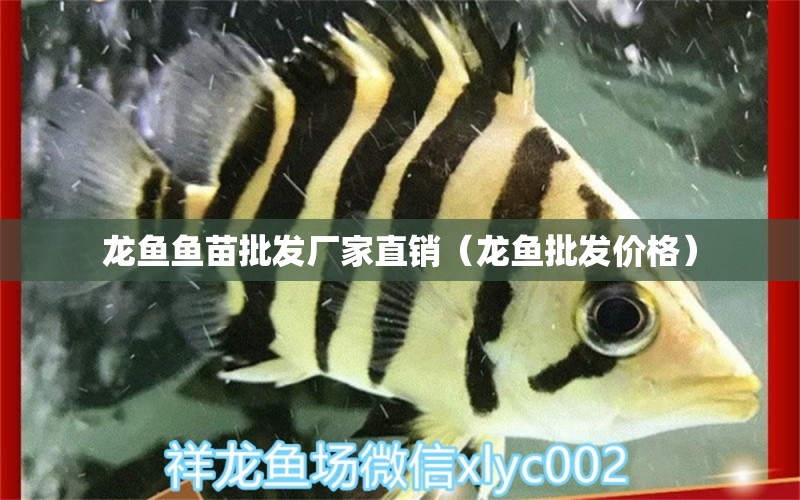 龍魚魚苗批發(fā)廠家直銷（龍魚批發(fā)價(jià)格） 龍魚批發(fā) 第1張