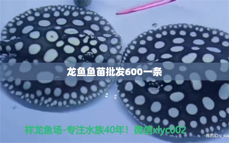 龍魚魚苗批發(fā)600一條