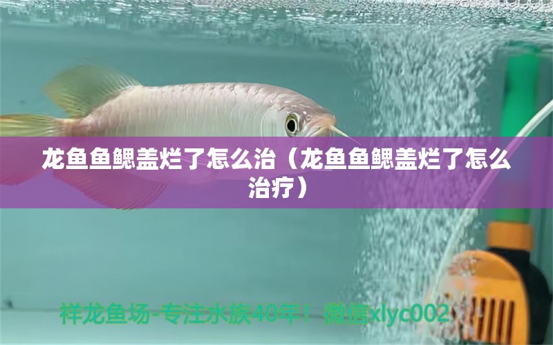 龍魚魚鰓蓋爛了怎么治（龍魚魚鰓蓋爛了怎么治療） 廣州龍魚批發(fā)市場