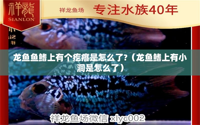 龍魚魚鰭上有個疙瘩是怎么了?（龍魚鰭上有小洞是怎么了）