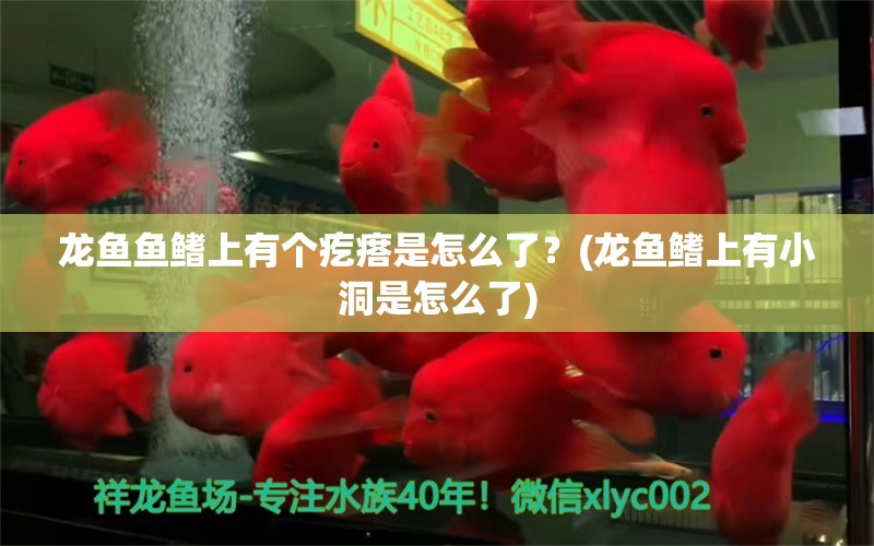 龍魚魚鰭上有個(gè)疙瘩是怎么了？(龍魚鰭上有小洞是怎么了)