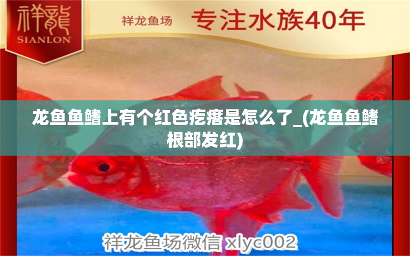 龍魚(yú)魚(yú)鰭上有個(gè)紅色疙瘩是怎么了_(龍魚(yú)魚(yú)鰭根部發(fā)紅) 除藻劑