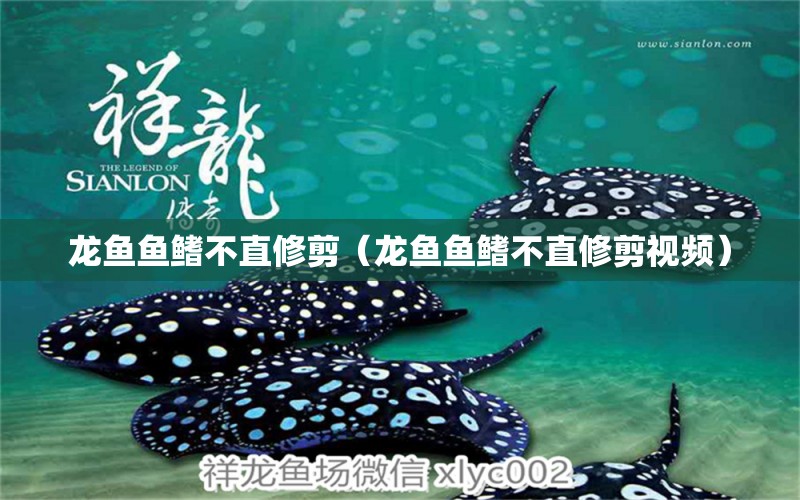 龍魚魚鰭不直修剪（龍魚魚鰭不直修剪視頻）