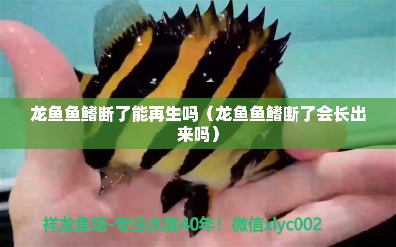 龍魚魚鰭斷了能再生嗎（龍魚魚鰭斷了會長出來嗎） 廣州龍魚批發(fā)市場