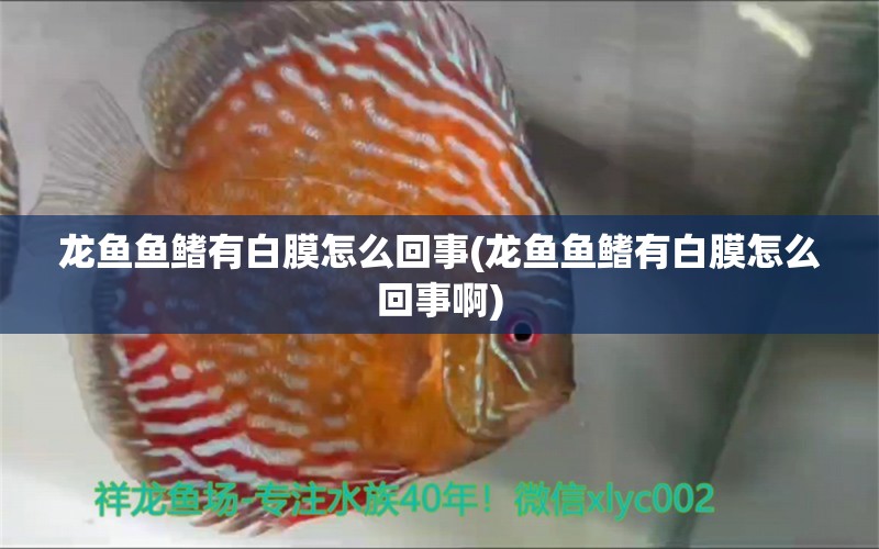 龍魚魚鰭有白膜怎么回事(龍魚魚鰭有白膜怎么回事啊) 紅龍福龍魚