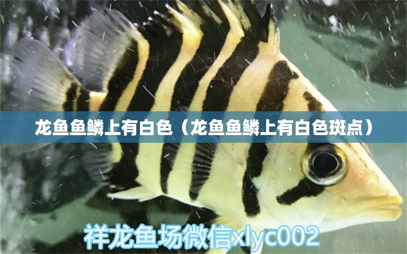 龍魚魚鱗上有白色（龍魚魚鱗上有白色斑點）