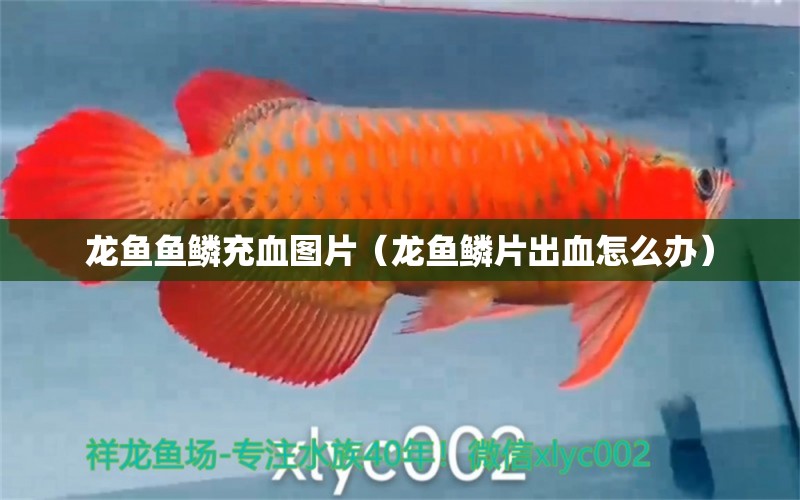 龍魚(yú)魚(yú)鱗充血圖片（龍魚(yú)鱗片出血怎么辦） 廣州觀賞魚(yú)批發(fā)市場(chǎng)