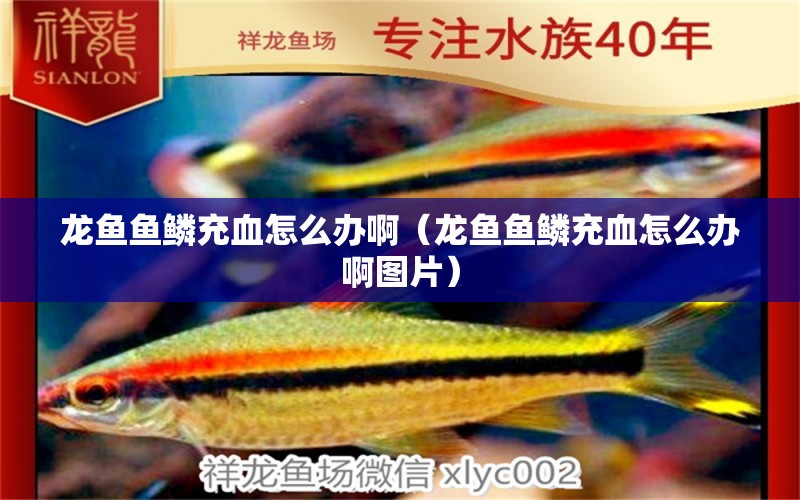 龍魚魚鱗充血怎么辦?。堲~魚鱗充血怎么辦啊圖片）