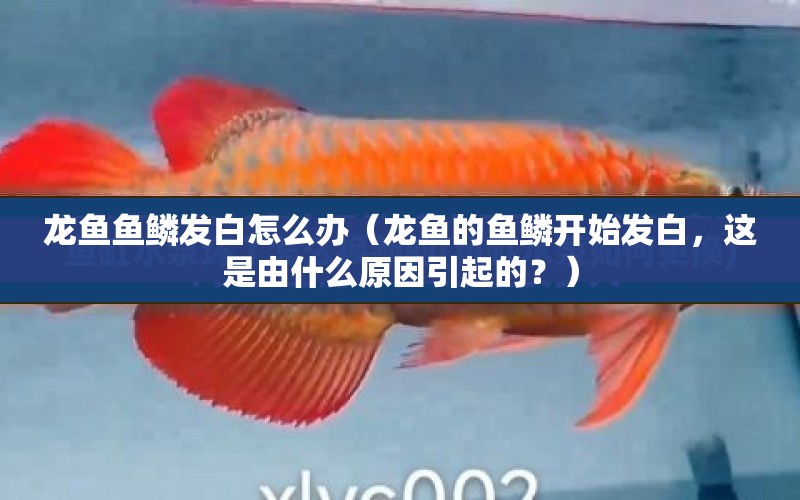 龍魚(yú)魚(yú)鱗發(fā)白怎么辦（龍魚(yú)的魚(yú)鱗開(kāi)始發(fā)白，這是由什么原因引起的？） 水族問(wèn)答 第1張