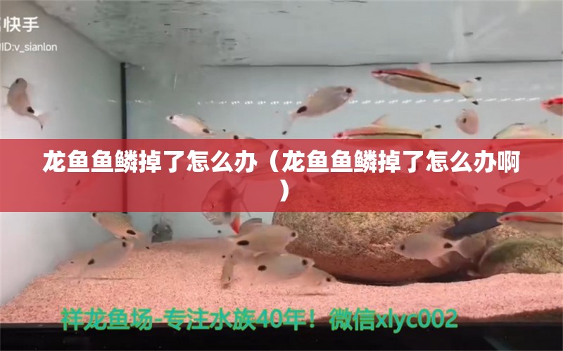 龍魚魚鱗掉了怎么辦（龍魚魚鱗掉了怎么辦?。? title=