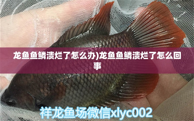 龍魚魚鱗潰爛了怎么辦)龍魚魚鱗潰爛了怎么回事 龍魚疾病與治療