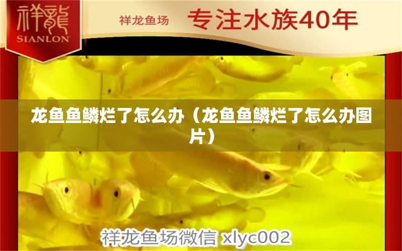 龍魚魚鱗爛了怎么辦（龍魚魚鱗爛了怎么辦圖片）