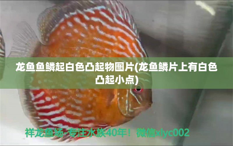 龍魚魚鱗起白色凸起物圖片(龍魚鱗片上有白色凸起小點(diǎn))