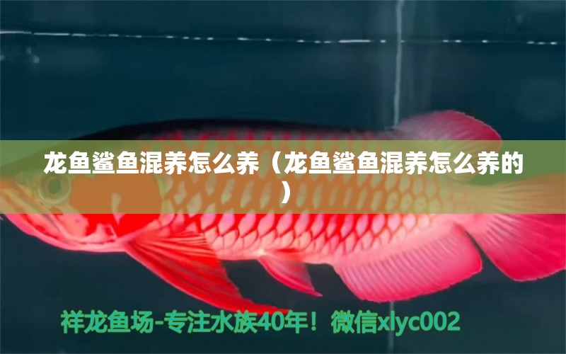 龍魚鯊魚混養(yǎng)怎么養(yǎng)（龍魚鯊魚混養(yǎng)怎么養(yǎng)的） 廣州龍魚批發(fā)市場