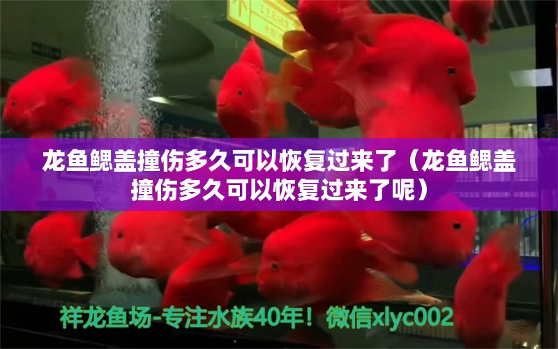 龍魚鰓蓋撞傷多久可以恢復(fù)過來了（龍魚鰓蓋撞傷多久可以恢復(fù)過來了呢）