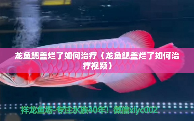 龍魚鰓蓋爛了如何治療（龍魚鰓蓋爛了如何治療視頻） 廣州龍魚批發(fā)市場