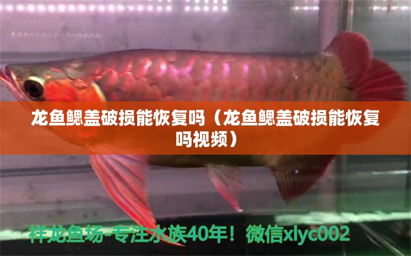 龍魚鰓蓋破損能恢復(fù)嗎（龍魚鰓蓋破損能恢復(fù)嗎視頻） 廣州龍魚批發(fā)市場(chǎng)