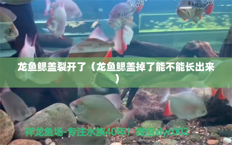 龍魚鰓蓋裂開了（龍魚鰓蓋掉了能不能長(zhǎng)出來）