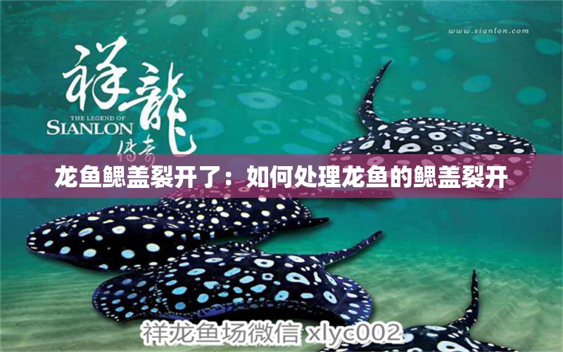 龍魚鰓蓋裂開了：如何處理龍魚的鰓蓋裂開 龍魚百科 第2張